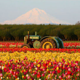 tulips tractor mtn